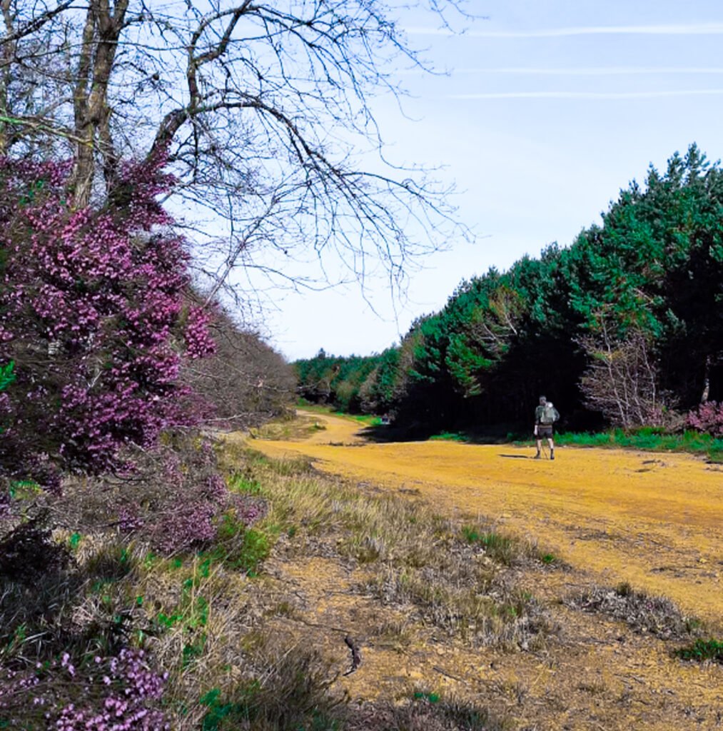 A path through heathland